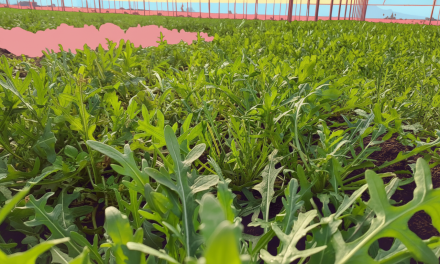Dalla rucola un aiuto contro obesità e glicemia alta